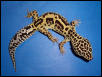 Jungle Breeder Female #2