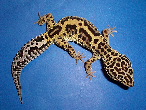 Jungle Breeder Female #2