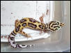 Jungle, Het Tremper Albino, Female