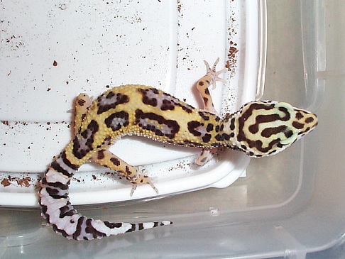 Jungle, Het Tremper Albino, Female