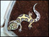 Jungle, Het Tremper Albino, Male