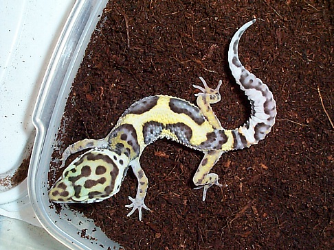 Jungle, Het Tremper Albino, Male