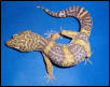 Tremper Breeder Male #1
