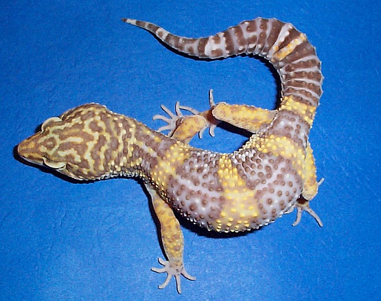 Tremper Breeder Male #1