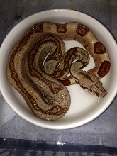boa