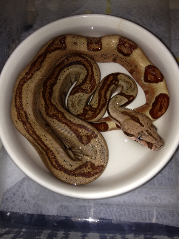 boa