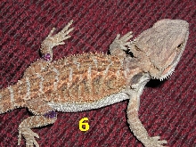 boy6