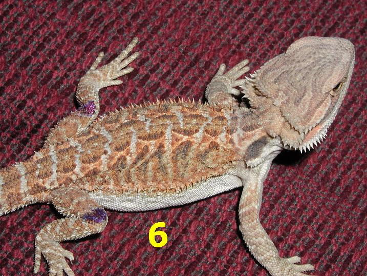 boy6