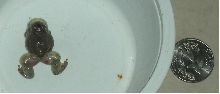 sick  frog
