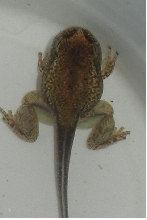 sick frog