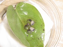eggs