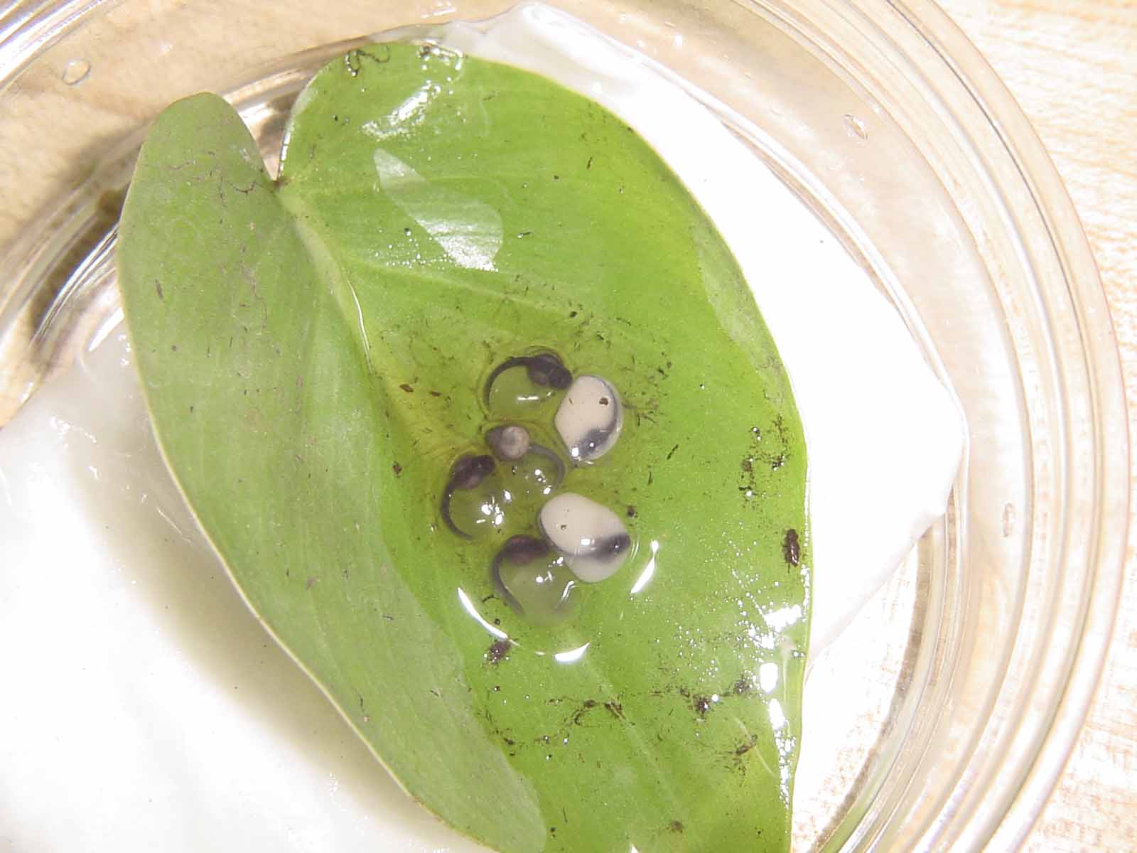 eggs