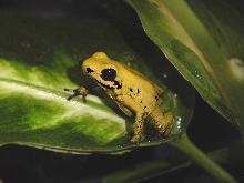 P. Bicolor