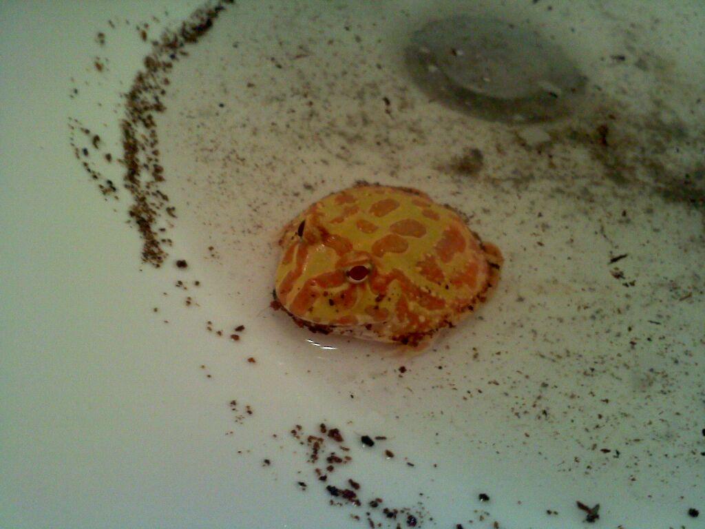 Albino Pacman Frog