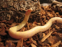 Albino Banana California King