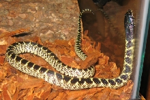 Desert Kingsnake