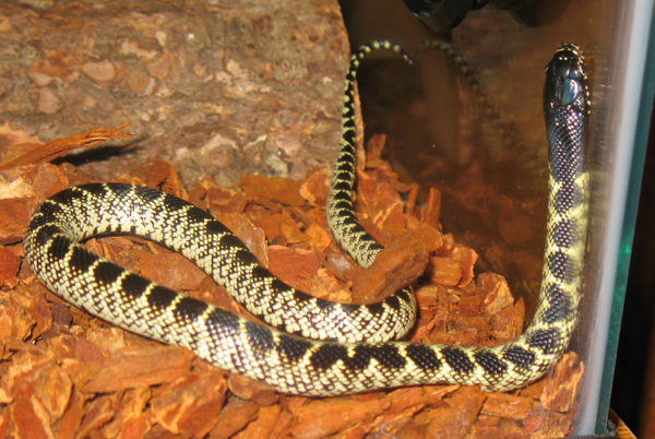 Desert Kingsnake