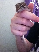 Hypo Leopard Gecko