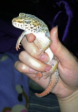 Hypo Leopard Gecko