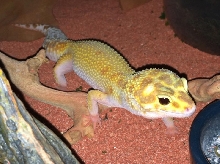 RAPTOR Leopard Gecko
