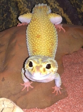 RAPTOR Leopard Gecko