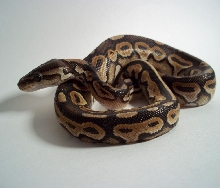 1.0 cinni 2010 1