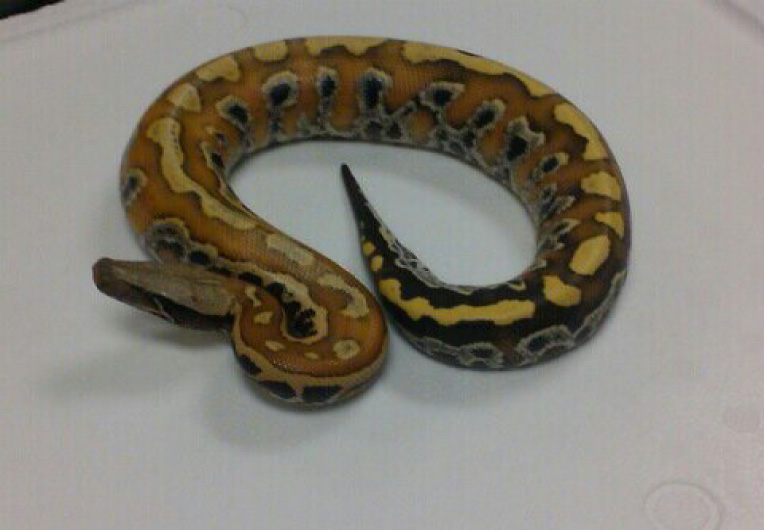 Red Blood Yearling Male
