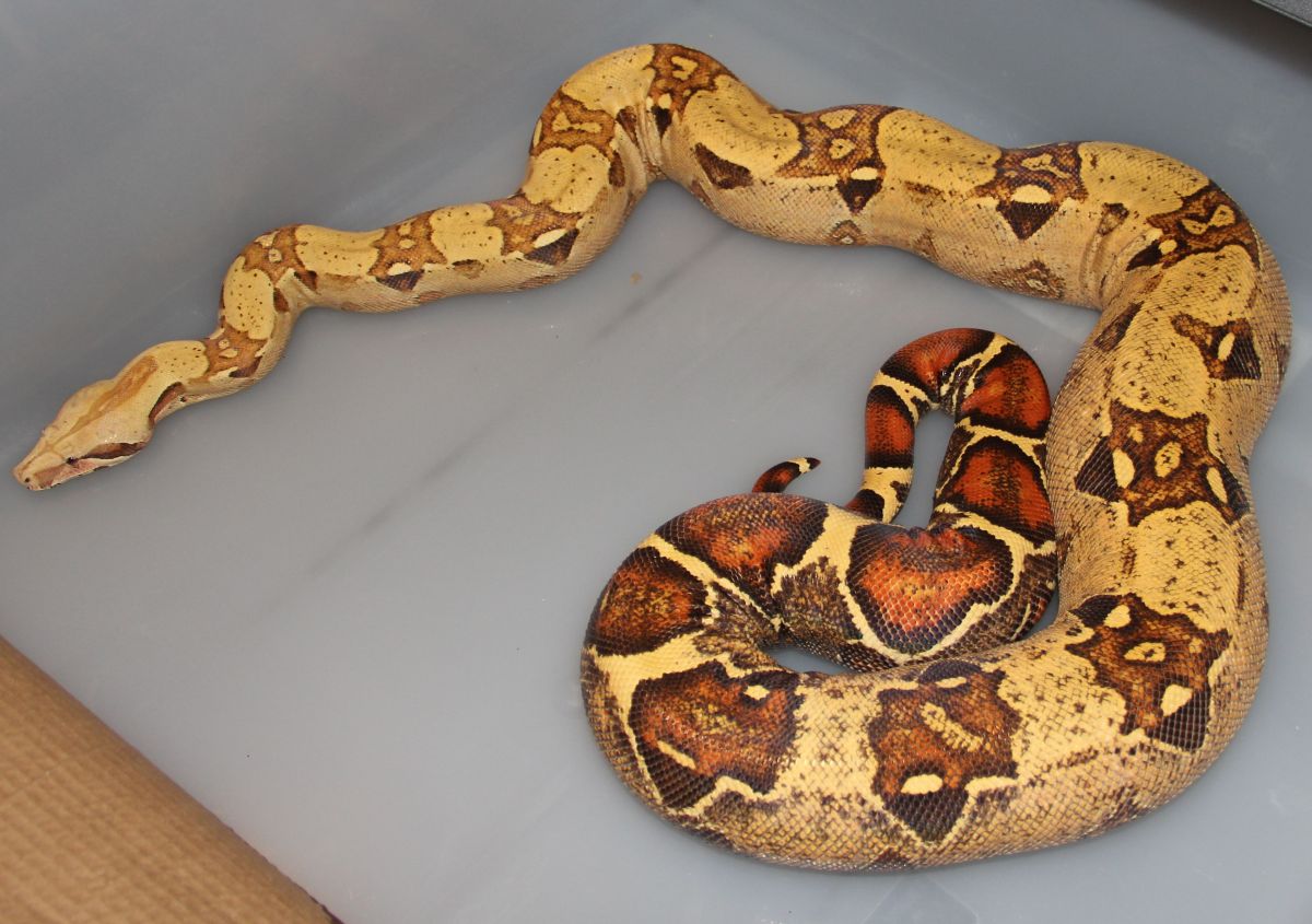 07 VPI Pink Panther T  Female