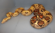 07 VPI Pink Panther T  Female