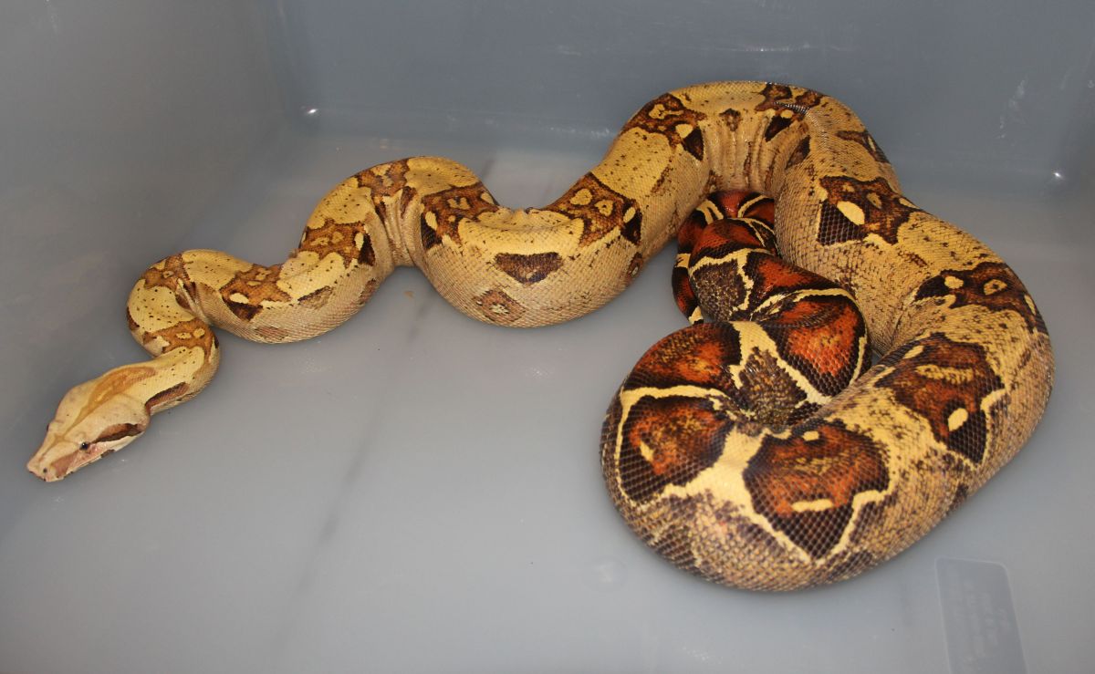 07 VPI Pink Panther T  Female