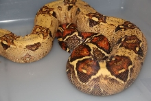07 VPI Pink Panther T  Female