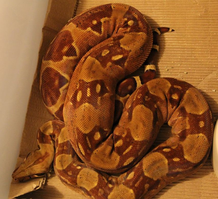 06 OT Hypo Female