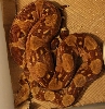 06 OT Hypo Female