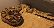 07 Pastel Motley Female