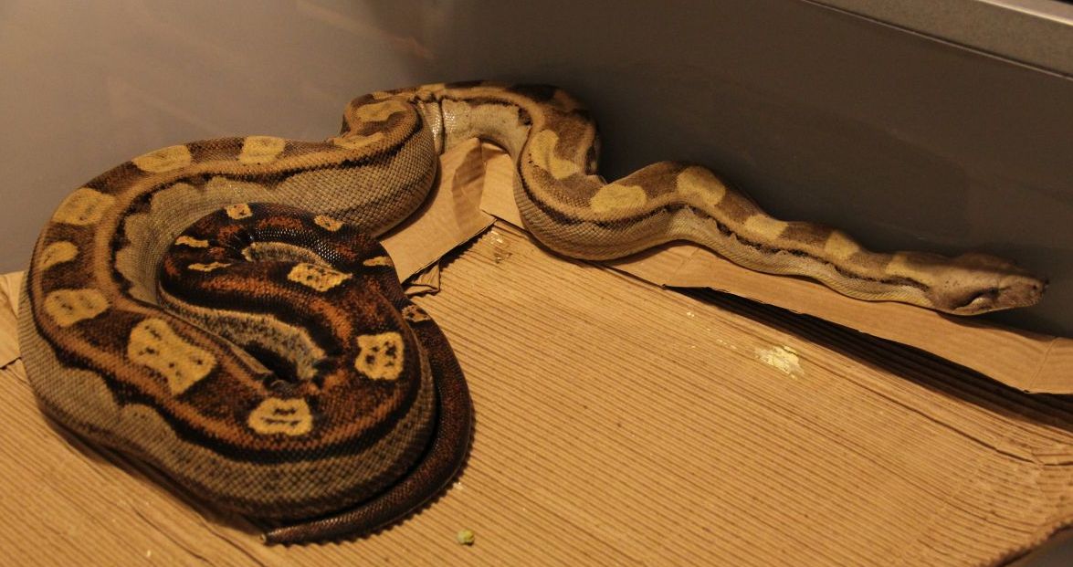 07 Pastel Motley Female