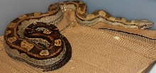 07 Pastel Motley Female