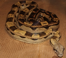 08 Stone Motley Het VPI T 