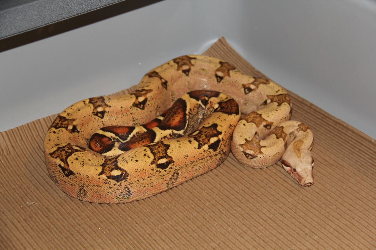 09 VPI DDPP T  Male