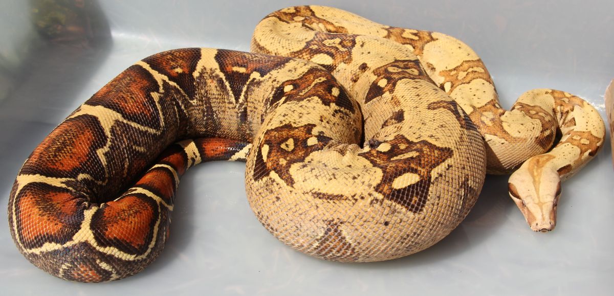 O7 VPI Pink Panther T  Female