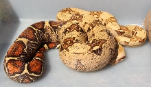 O7 VPI Pink Panther T  Female