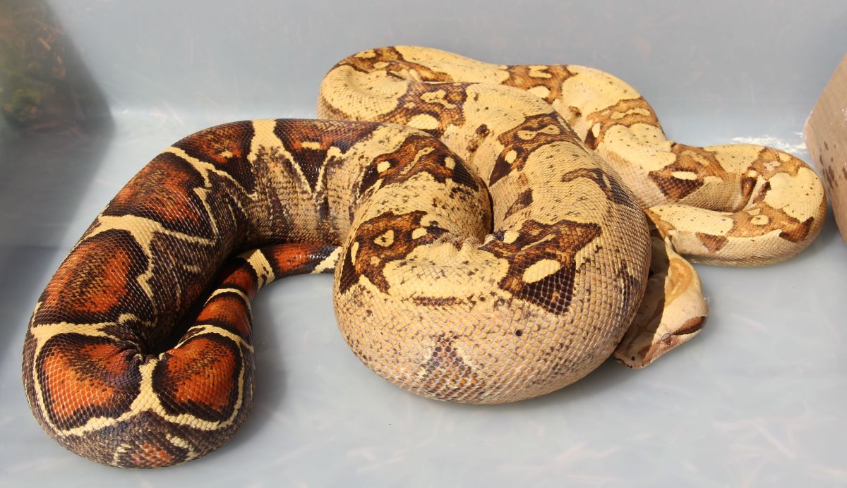O7 VPI Pink Panther T  Female