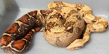 O7 VPI Pink Panther T  Female