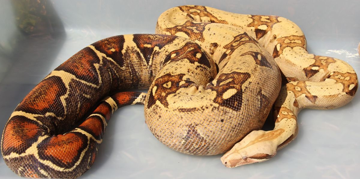 O7 VPI Pink Panther T  Female