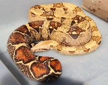 O7 VPI Pink Panther T  Female