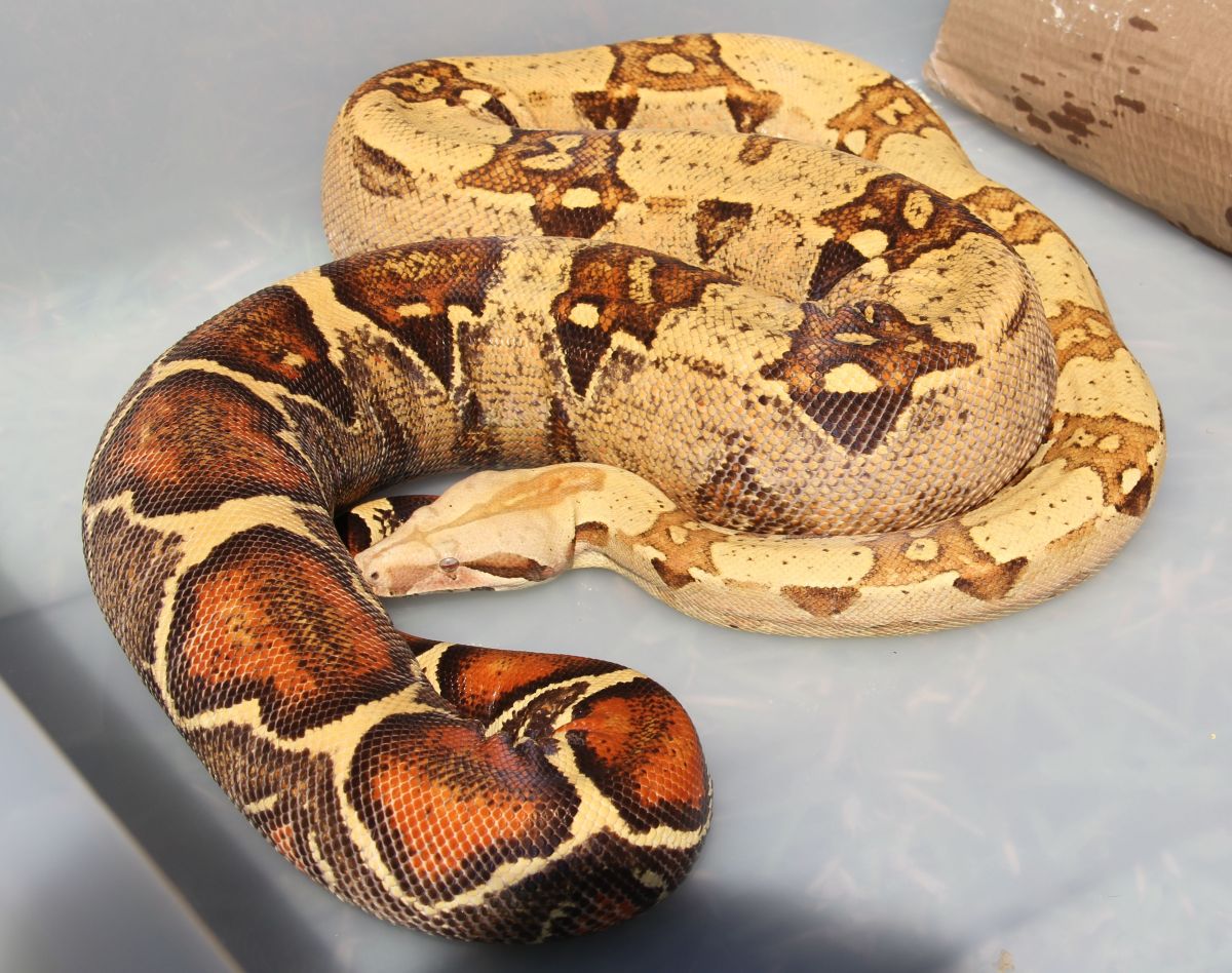 O7 VPI Pink Panther T  Female