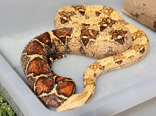 O7 VPI Pink Panther T  Female