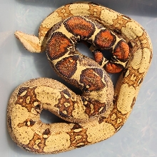 07 VPI Pink Panther T  Female