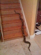 Beast t he Colombian Red Tail Boa