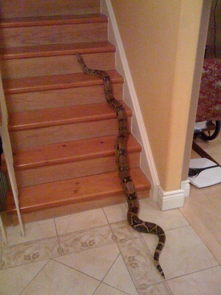 Beast t he Colombian Red Tail Boa