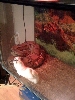 Beast feeding